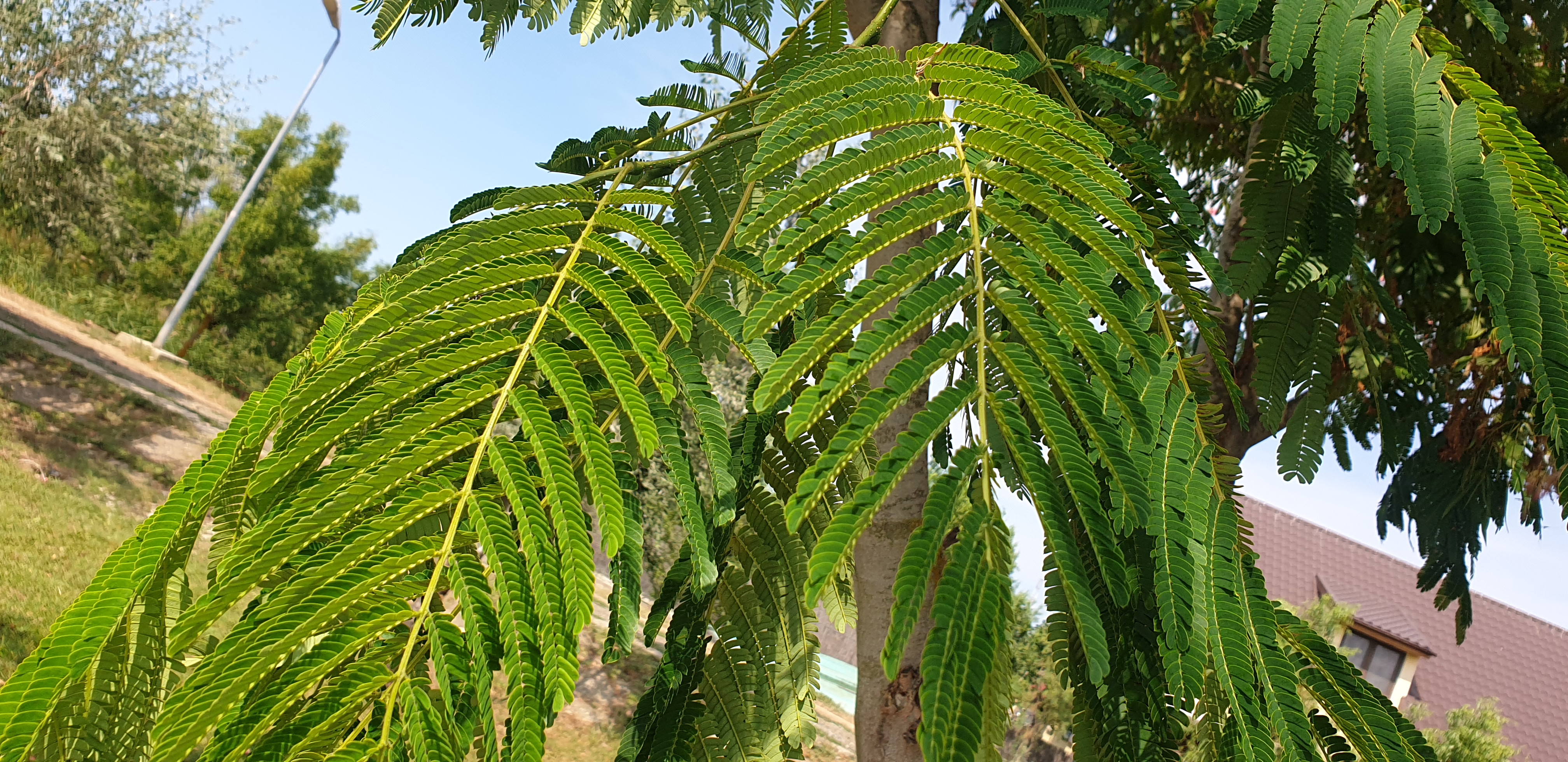 Copac din Delta Dunarii 2